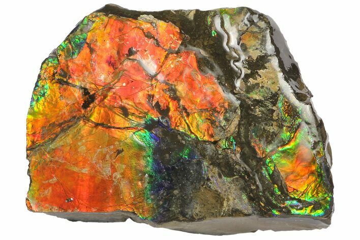 Iridescent Ammolite (Fossil Ammonite Shell) - Alberta, Canada #181187